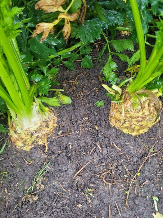 Sprzedam seler korzeniowy