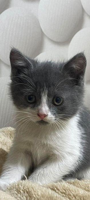 Хлопчик безкоштовно