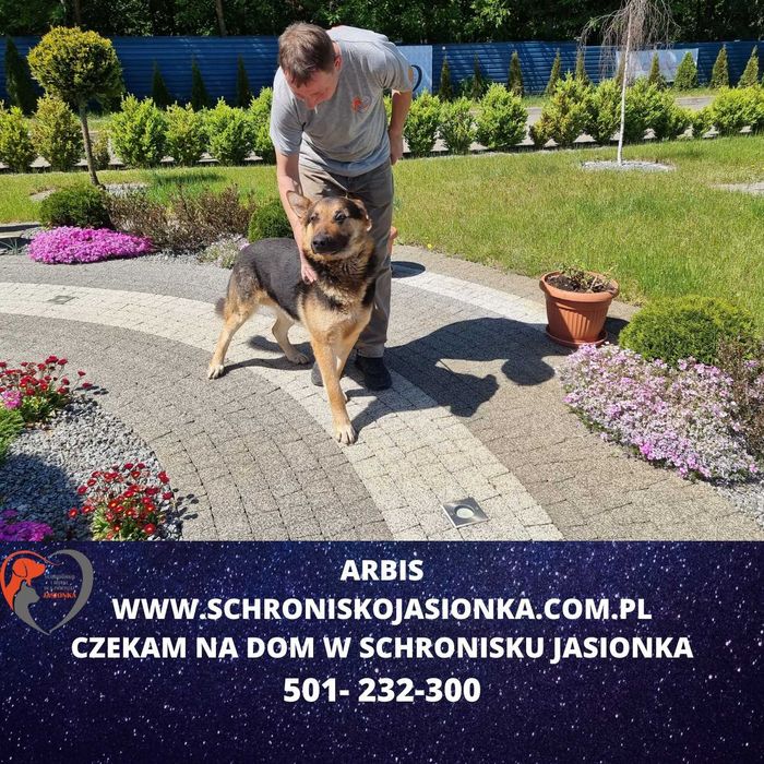 owczarek niemiecki -Arabis schronisko Jasionka -aktualne