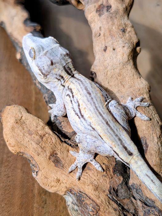 Gekon nie orzęsiony z Nowej Kaledonii