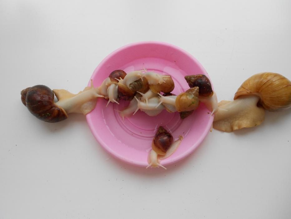 Равлики. Улитки Ахатини ( Альбіноси )Відправляємо по всій Україні...