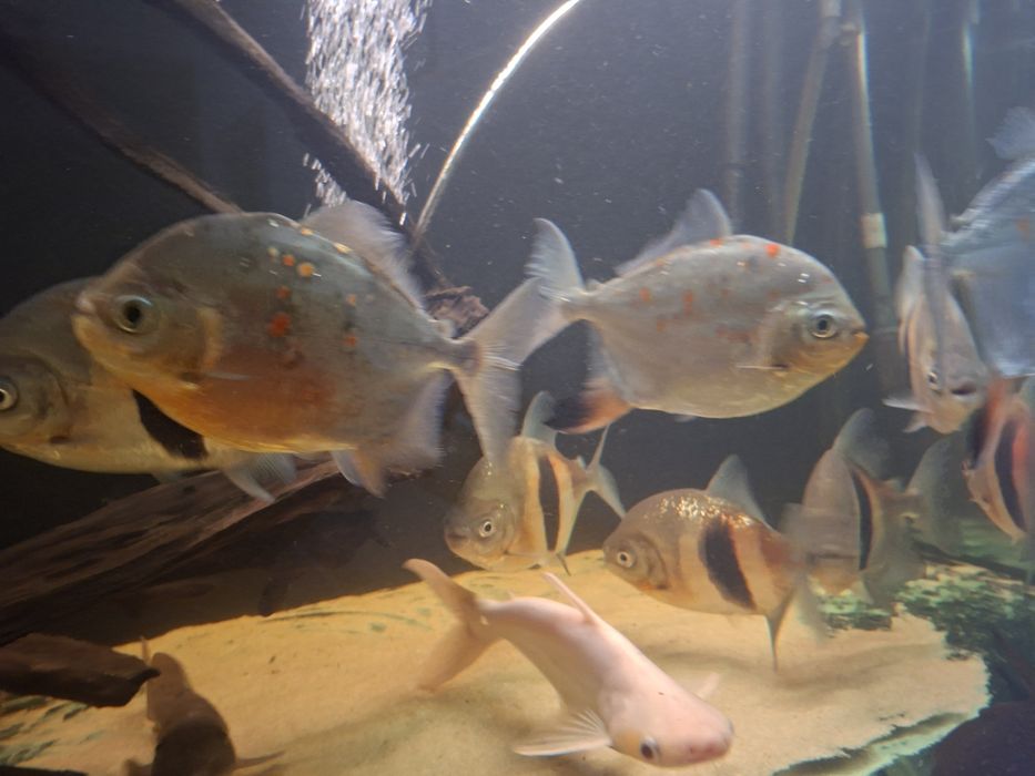 Ryba płaskobok myloplus rubriprinnis