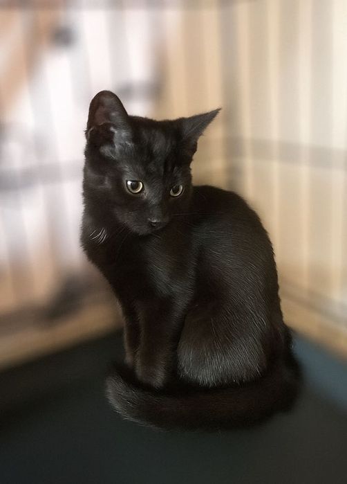 Nella szuka wspaniałych ludzi