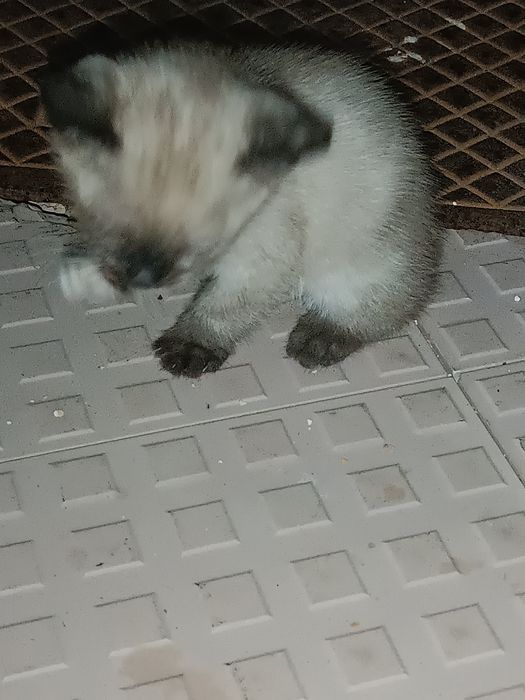 Doar gatinhos/as de 1 Mês