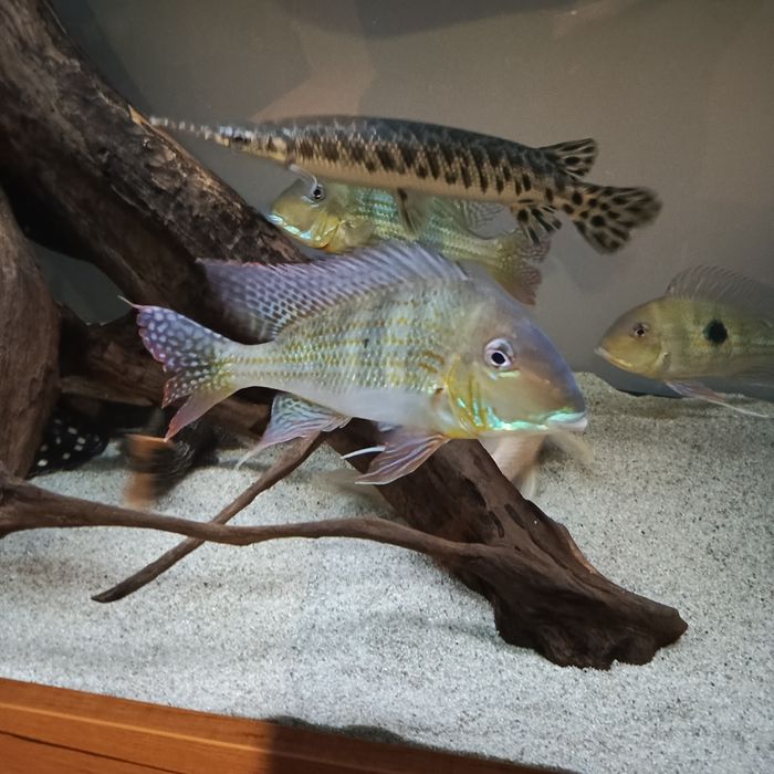 Ziemioiady pielegnice cichla vieje akcesoria akwarium akwarystyka