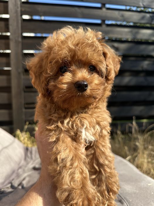 Мальтипу міні хлопчик 2,5 міс