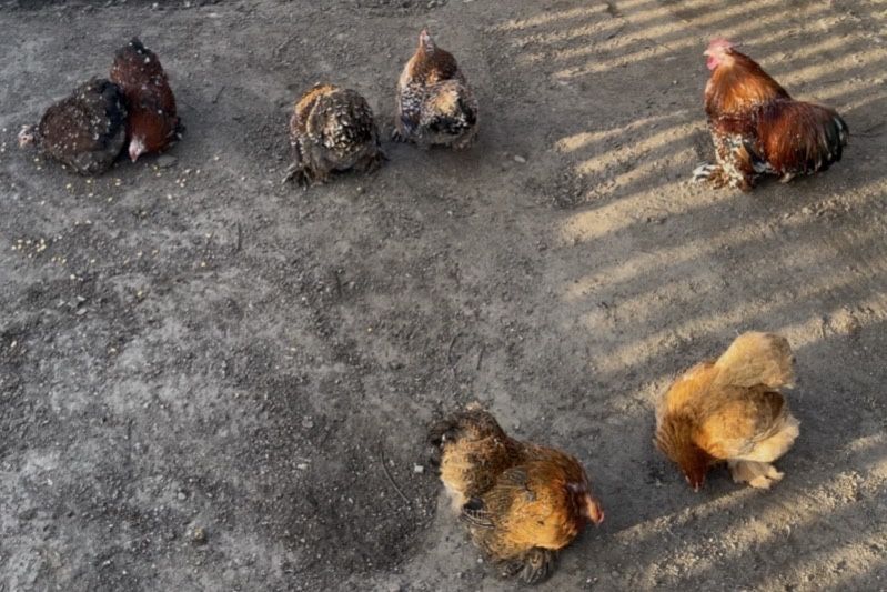 Jaja lęgowe karzełek kochin