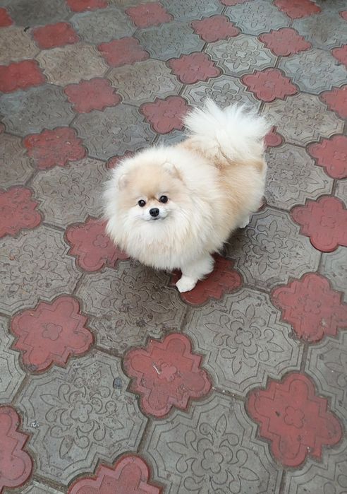 Померанский шпиц девочка крем окраса,КСУ.