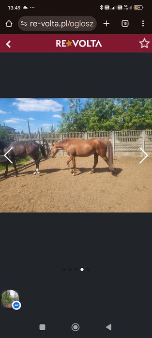 Sprzedam klacz rodzinna