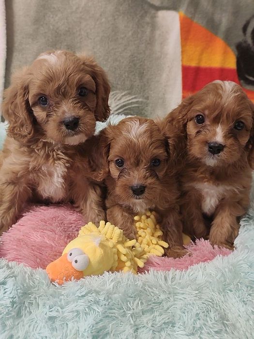 Очаровательные детки КаваПу