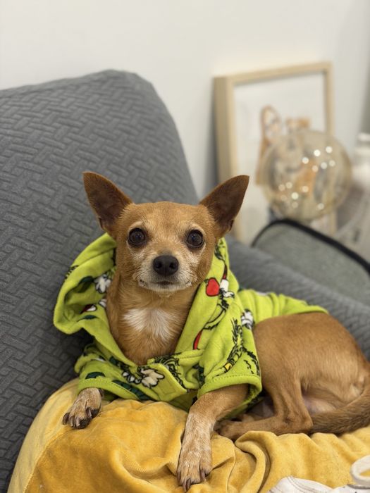 Mickey chihuahua para adoção