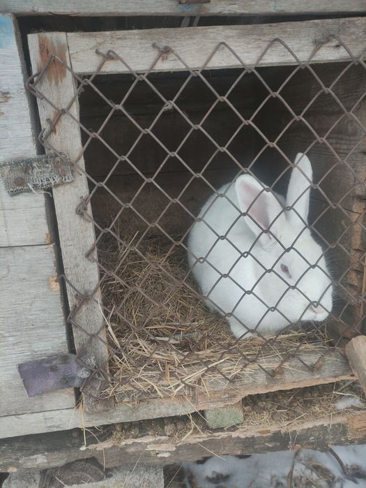 Продам сі'мю кролів, для розведення