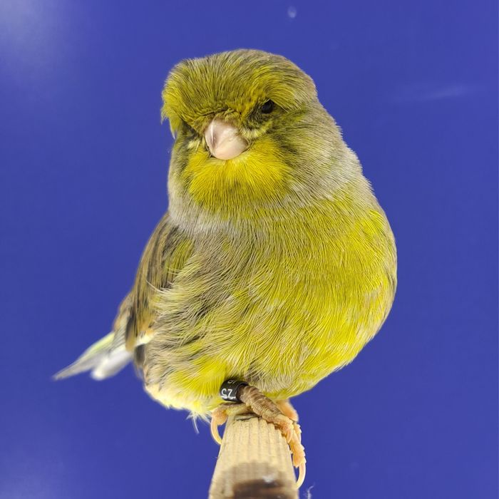 Kanarek, samczyk 14 - sprzedam, Wrocław