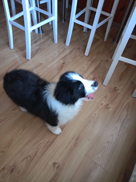 Border Collie FCI piesek.