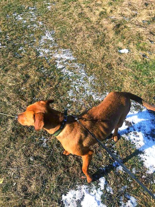 Подарую дуже класну собачку