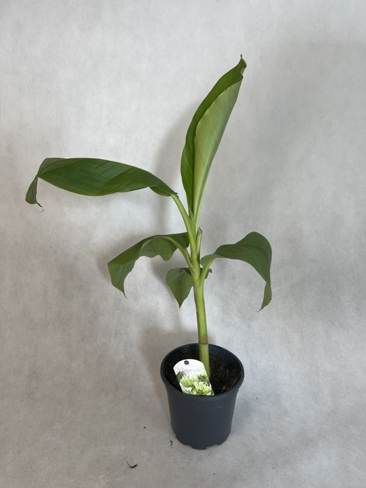 Bananowiec musa basjoo wytrzmały