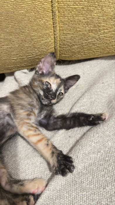 Gatos para adoção