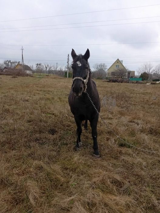 Продам пару кобил