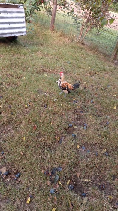 Sprzedam kogutki liliputki