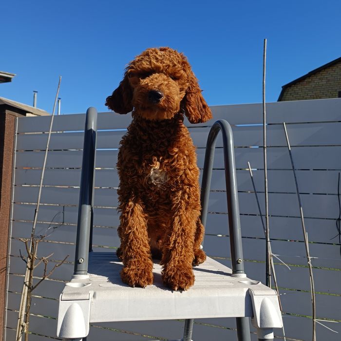 Mini Goldendoodle. Хлопчик. Київ