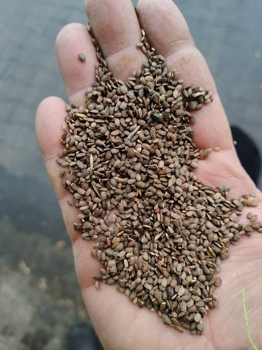 Seladera , saladera  zbiór 2025