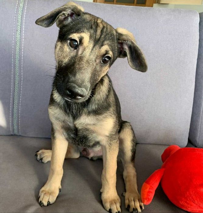 Frodo pogodny i czuły szczeniak