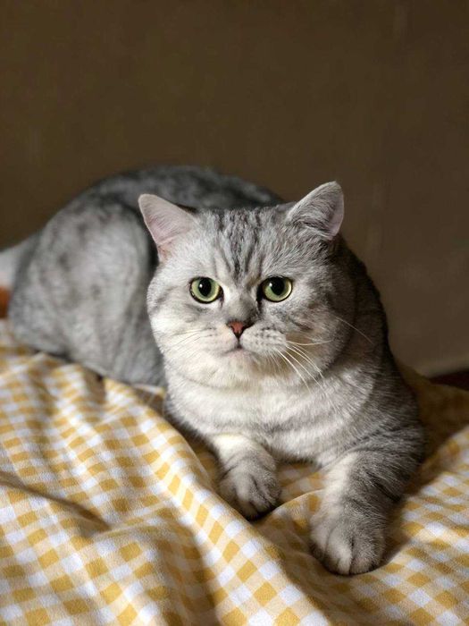 В'язка, Кіт Альберт Британець