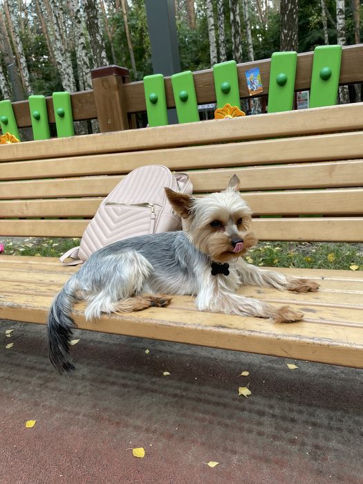 Вязка йорк, йорк ищет невесту