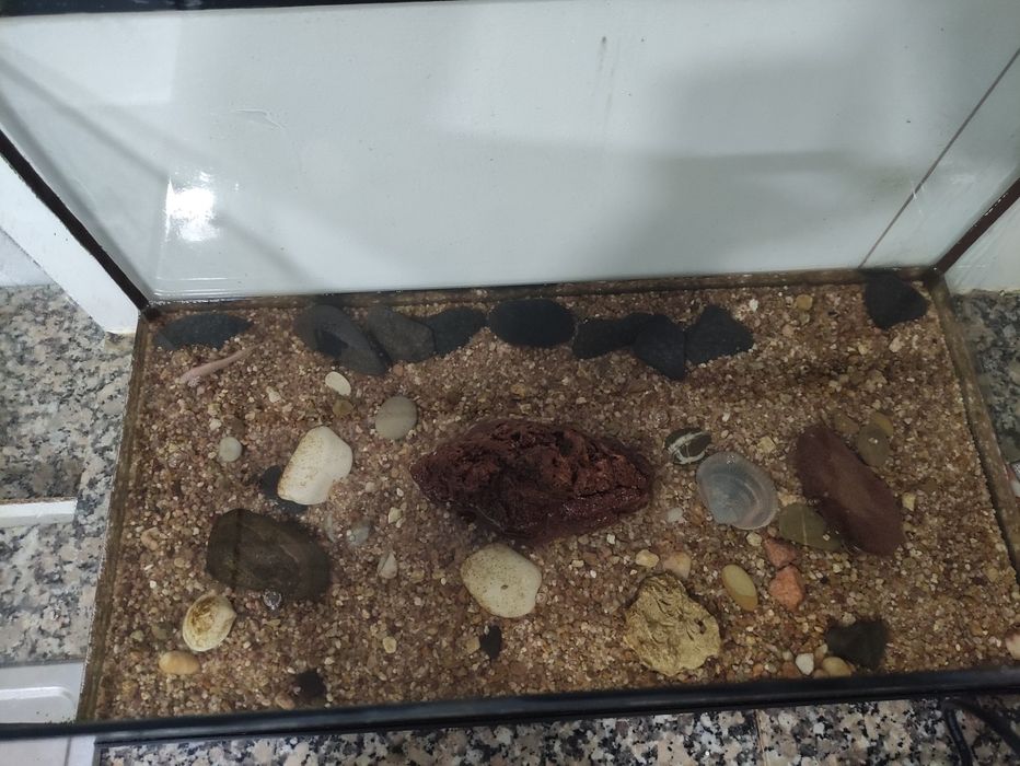 Aquário de 60 Litros
