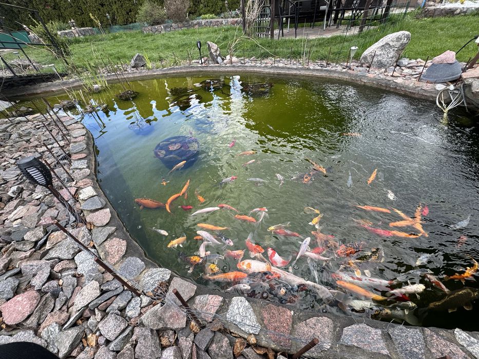 Karp koi karpie koi ryby do oczka wodnego stawu