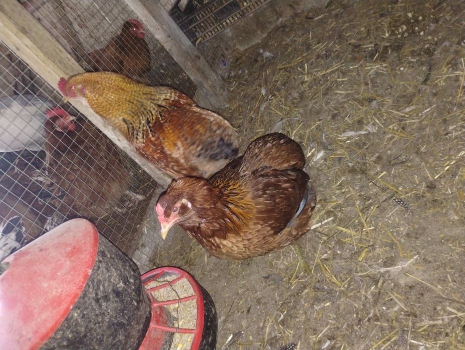 Sprzedam parę araucana bezogoniastą