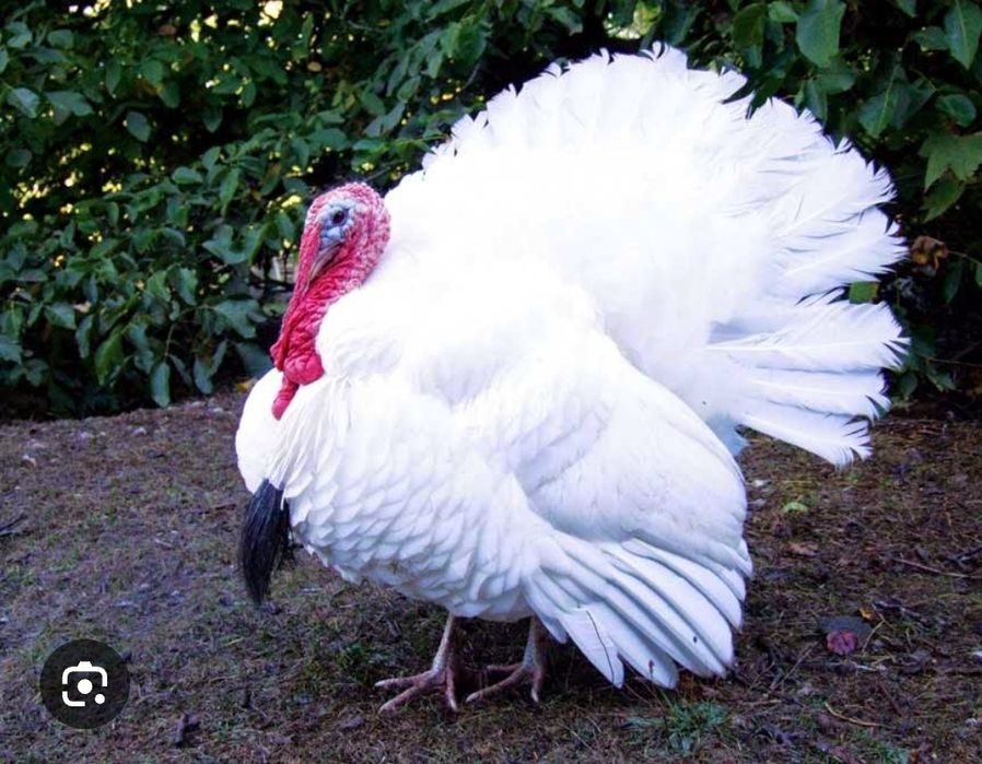 Яйце інкубаційне