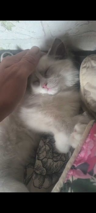 ragdoll na sprzedaż kocie