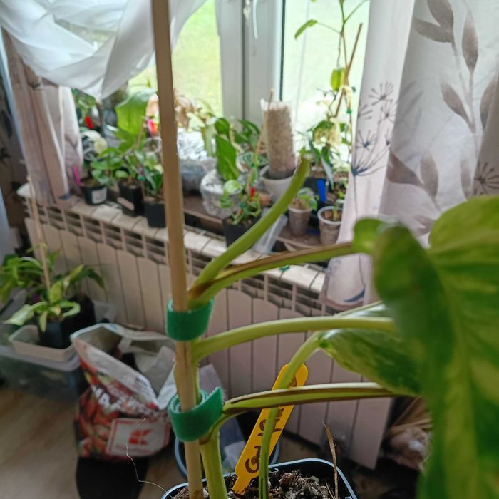 epipremnum hicolor-duże liście