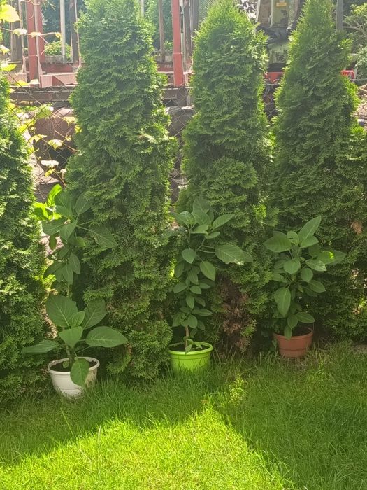 Datura kwiat żółty albo różowy