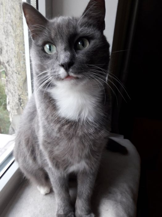 Віддам кицю в добрі руки.