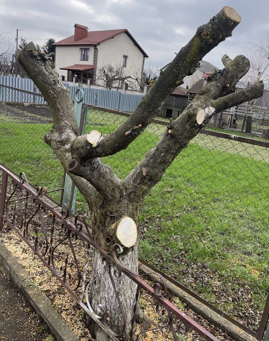 Косіння трави/поріз дерев /зачистка територій