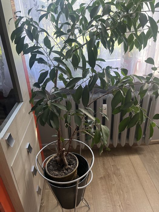 Kwiat benjamin duży około 130 cm od ziemi