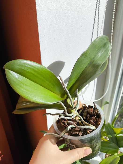 Орхідея Жовта Оливковий відтінок