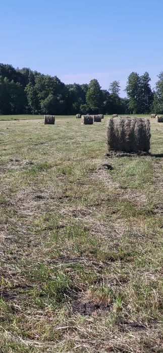 Siano,Sloma w belach 120 zapraszam