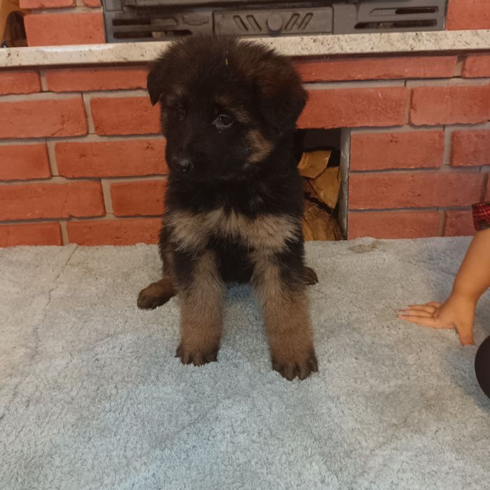 Owczarek Niemiecki Długowłosy