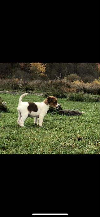 Джек Рассел щенки