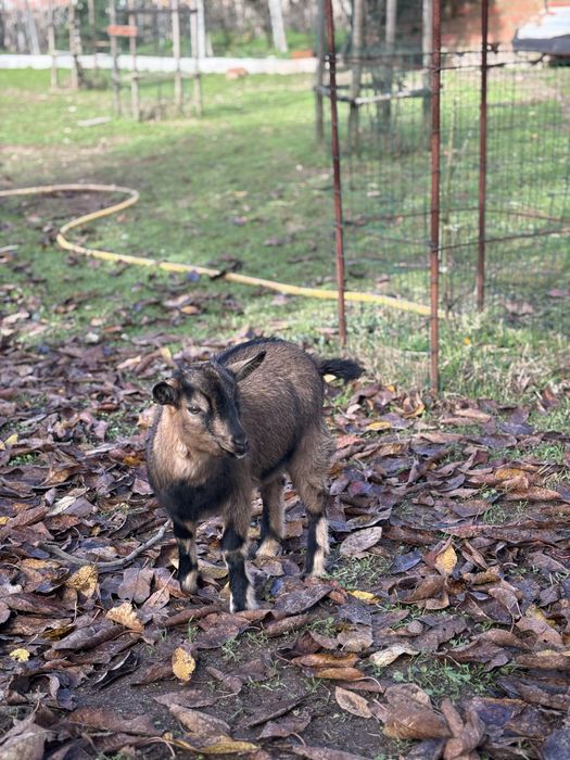 Vendo Cabras Anãs, criadas ao ar livre habituadas a pastar.