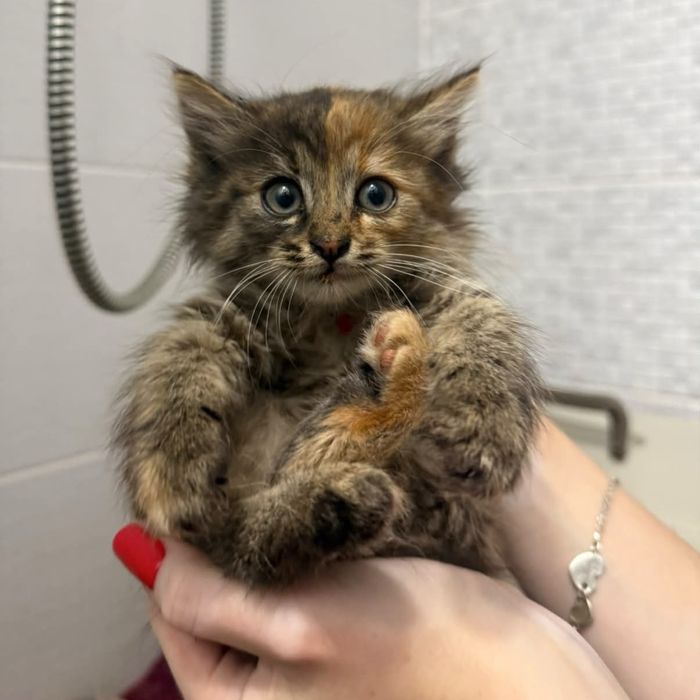 Кошеня шукає сімʼю