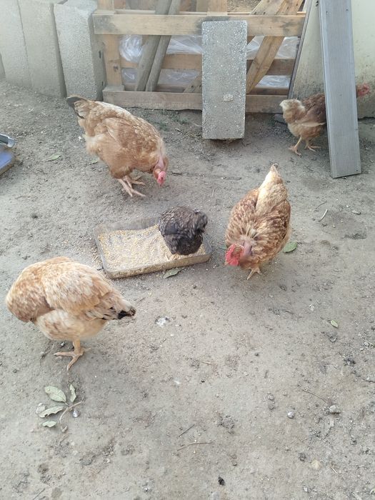 Ovos caseiros galinha