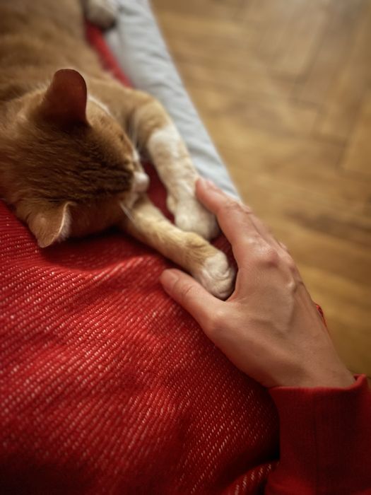 віддам кота в родину