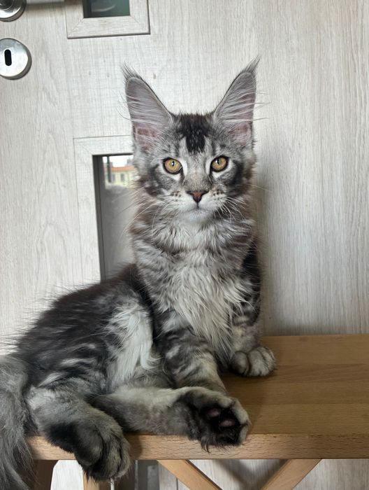 Stebrny Kocurek Maine Coon