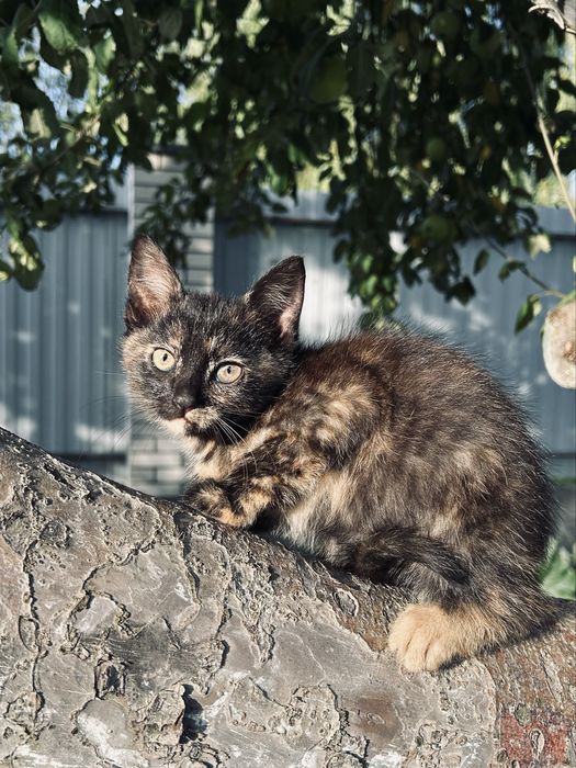 Віддам котиків в добрі руки