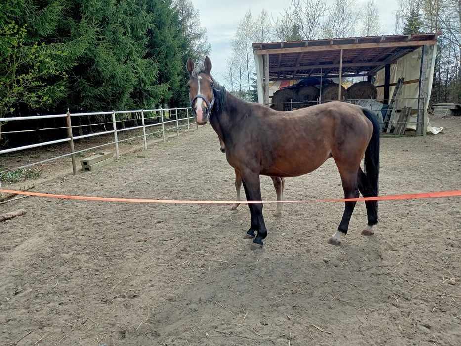 Klacz wielkopolska że źrebakiem