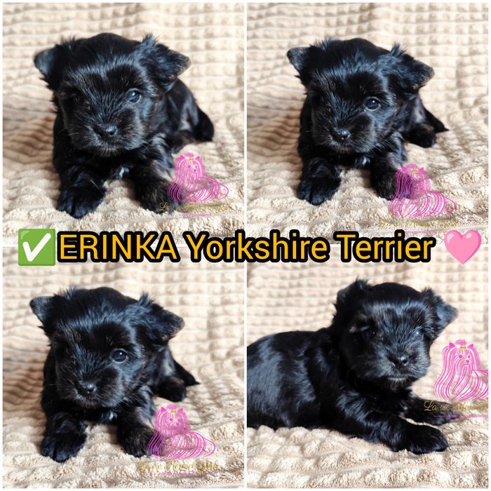 York Yorkshire Terrier suczka -dostępna